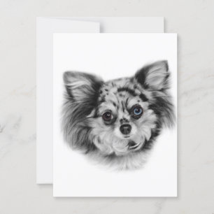 Merle Beauty - Hand Painted Chihuahua Portrait Postcard