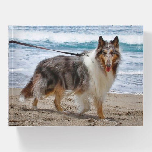 Merle Collie Dog at the Beach Paperweight