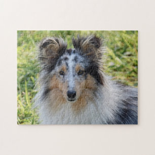 Merle Shetland Sheepdog - Sheltie Dog Jigsaw Puzzle