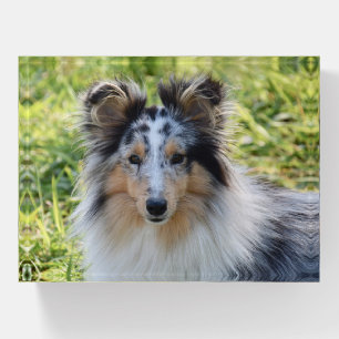Merle Shetland Sheepdog - Sheltie Dog Paperweight