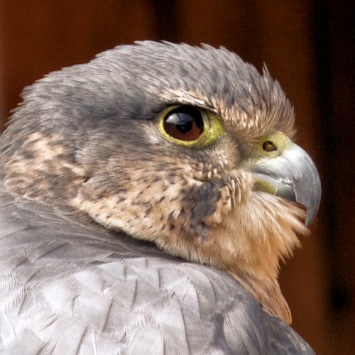 MERLIN FALCON BIRD OF PREY ACRYLIC PRINT