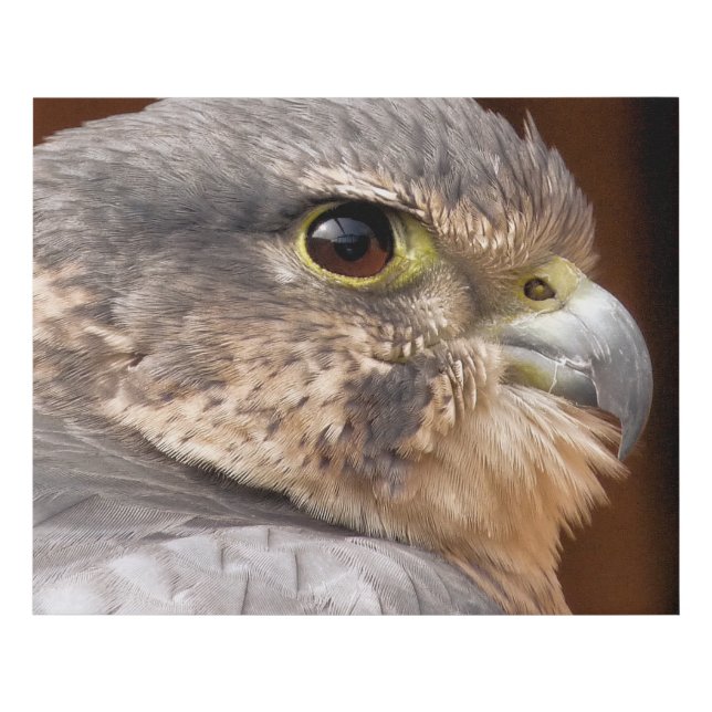 MERLIN FALCON BIRD OF PREY FAUX CANVAS PRINT (Front)