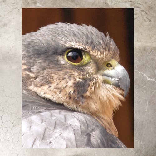 MERLIN FALCON BIRD OF PREY FLOOR DECALS