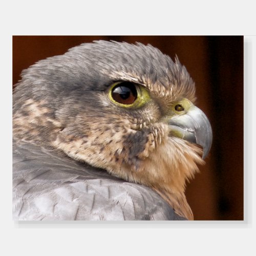 MERLIN FALCON BIRD OF PREY FOAM BOARD