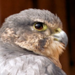 MERLIN FALCON BIRD OF PREY GIFT BOX<br><div class="desc">A photographic design of a beautiful bird of prey the merlin falcon.</div>