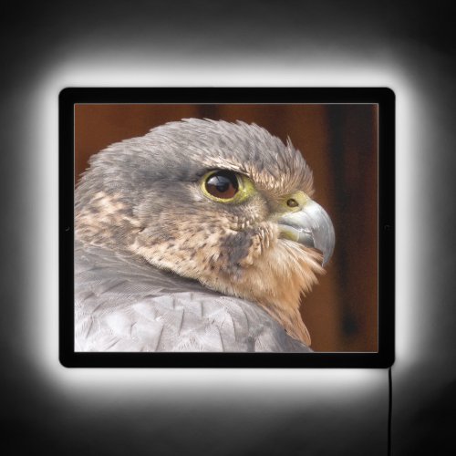 MERLIN FALCON BIRD OF PREY LED SIGN