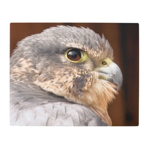 MERLIN FALCON BIRD OF PREY METAL PRINT