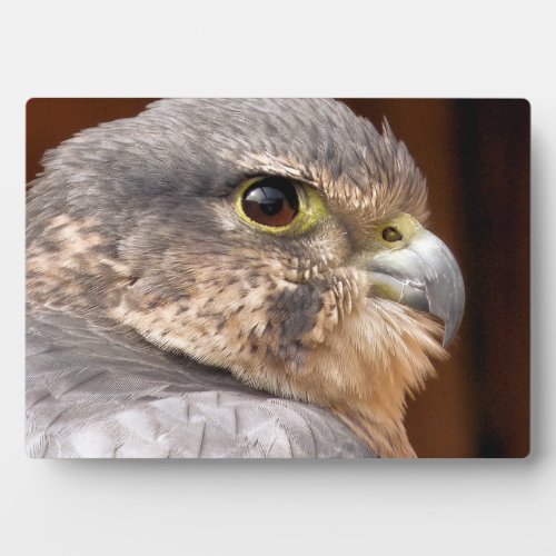 MERLIN FALCON BIRD OF PREY PLAQUE