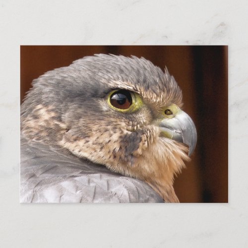 MERLIN FALCON BIRD OF PREY POSTCARD