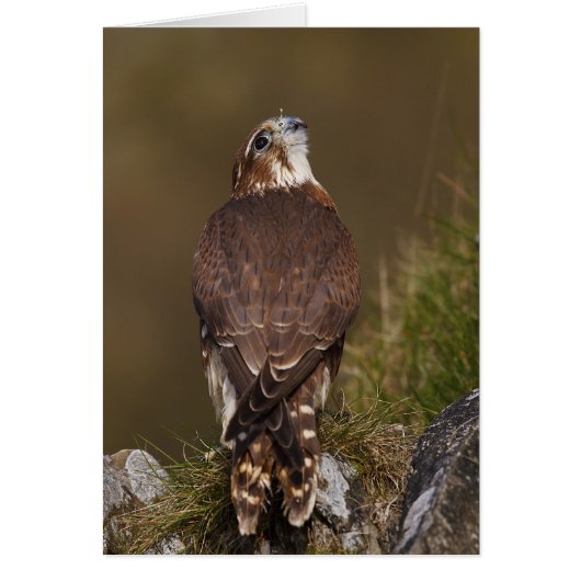 Merlin Falcon Cards (Front)