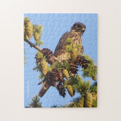 Merlin Falcon in the Pine Tree Jigsaw Puzzle
