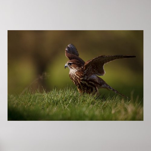 Merlin Falcon taking flight Poster