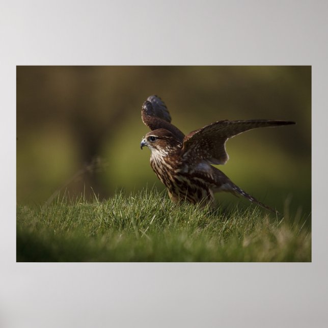 Merlin Falcon taking flight Poster (Front)