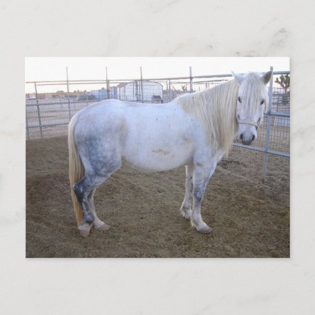 Merlin Post Card (Front)