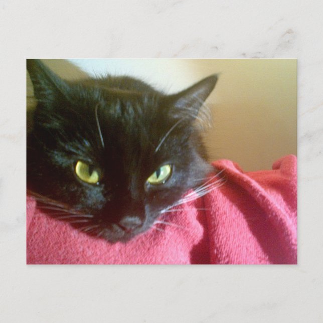 Merlin the Cat Postcard (Front)