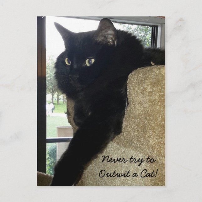 Merlin the Cat Quote Postcard (Front)