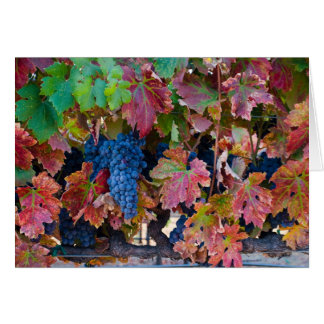 Merlot Grapes Cards