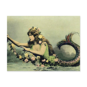 Mermaid and Roses Postcard