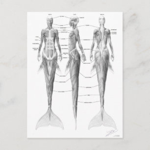 Mermaid musculature postcard