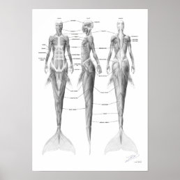 Mermaid Musculature Poster