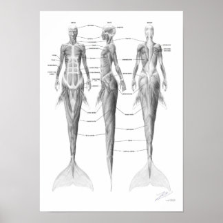 Mermaid Musculature Poster