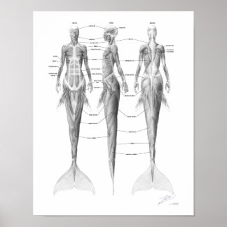 Mermaid Musculature Poster
