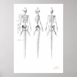 Mermaid Skeleton Poster