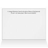 Mermaids Illustration Cards (Inside Horizontal (Top))