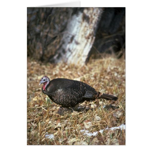 Merriams wild turkey, hen cards (Front)