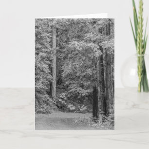 Merry Adventures Holiday Card