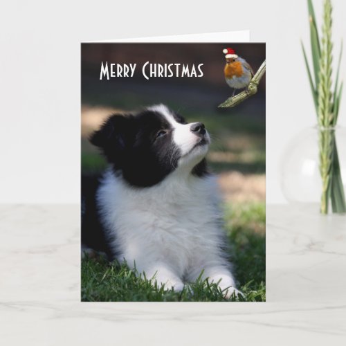 Merry Christmas Baby Border Collie Holiday Card