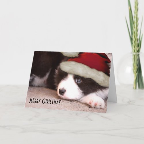 Merry Christmas Baby Border Collie _ Santa hat Holiday Card