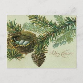 Merry Christmas Bird Eggs Holiday Postcard