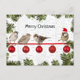 Merry Christmas Birds on a Limb Holiday Postcard