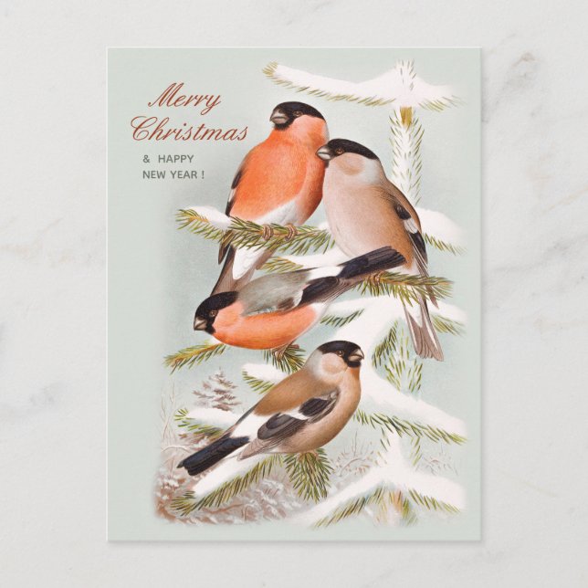 Merry Christmas Bullfinches snowy pine tree CC1059 Holiday Postcard (Front)
