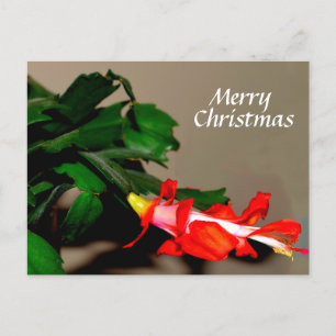 Merry Christmas Cactus Holiday Postcard