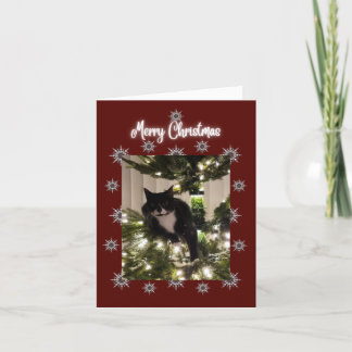 Merry Christmas card with Tuxedo cat on my tree.