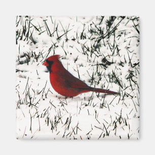 Merry Christmas Cardinal Magnet