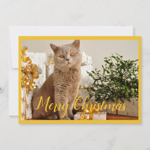 Merry Christmas Cat Photo Season Greetings Holiday Card