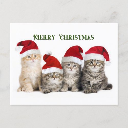 Merry Christmas Cats Holiday Postcard