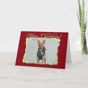 Merry Christmas Chihuahua dog Holiday Card