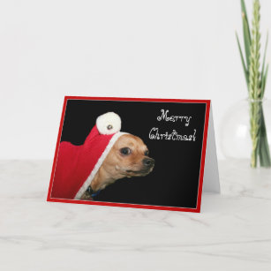 Merry Christmas Chihuahua greeting card