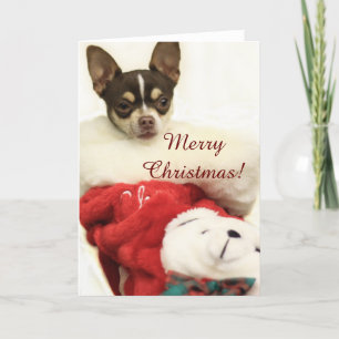Merry Christmas Chihuahua greeting card