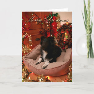 Merry Christmas, collie, sheltie Holiday Card