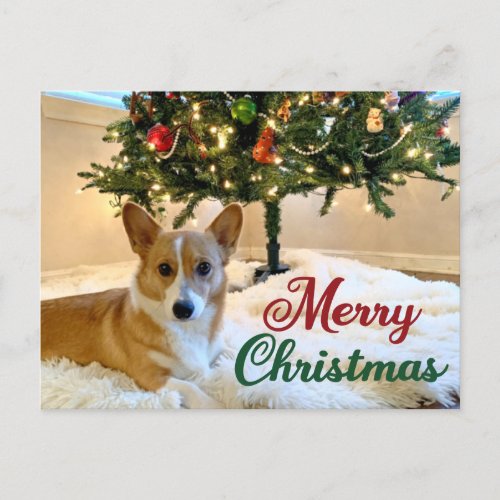 Merry Christmas Corgi Beautiful Dog Photography Postcard