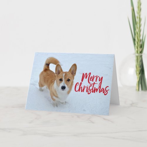 Merry Christmas Corgi Photo in Snow Beautiful Holiday Card