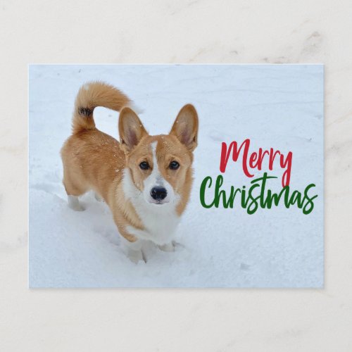 Merry Christmas Corgi Photo in Snow Beautiful Holiday Postcard