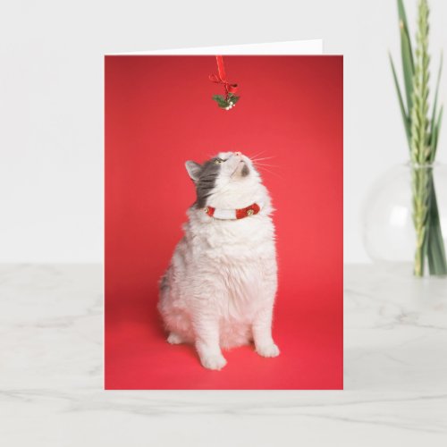 Merry Christmas Cute Kitty Under Mistletoe Holiday Card