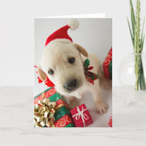 Merry Christmas _ cute labrador puppy Holiday Card