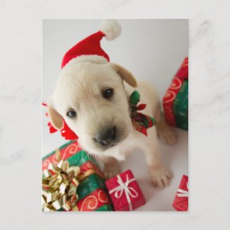 Merry Christmas - cute labrador puppy Holiday Postcard
